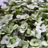 Salad Mix - Image 2