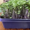 Sideview of a mixed salad microgreen tray.
