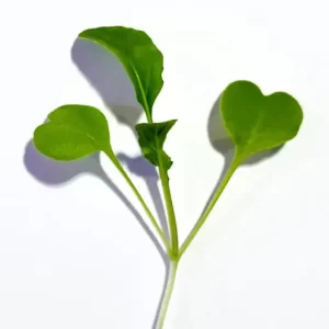 These arugula microgreens are densely packed with rich peppery flavor.