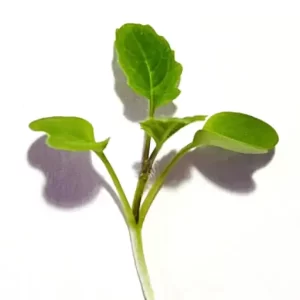 It blows my mind how much wasabi spice is packed in these microgreens.